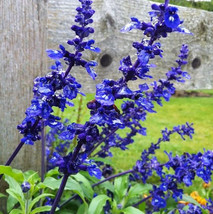 Berynita Store Salvia Black &amp; Blue 50 Seeds Heat Tolerant Tender Perennial Non-G - £10.17 GBP