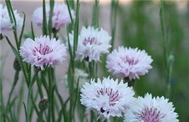 50 White Pink Bachelors Button Seeds Seed Flower Flowers 618 Fresh USA Fast Ship - $8.00