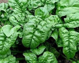 Giant Noble Spinach 25 Seeds Fresh Gardening Usa Seller - $7.13