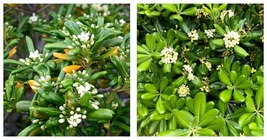 180pcs Tobira Tree Semente Plant Seeds Shrub Tree Pittosporum Hai Tong - $23.99