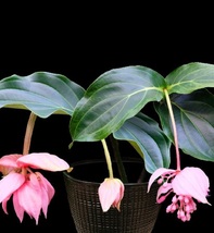 Medinilla magnifica showy medinilla perennial shrub rose thumb200