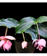 Medinilla Magnifica Showy Medinilla Perennial Shrub Rose Grape Flowering Plants - $5.45