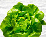 Butter King Lettuce Seeds 250 Seeds Non-Gmo  Fast Shipping - £6.40 GBP