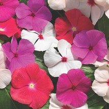 New Fresh Seeds Periwinkle Cascading Vinca Flower Seed Mix 50 Seeds - $19.98