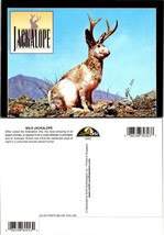 Wild Jackalope Antelabbit Desert Animal Jackrabbit Antelope Gag VTG Postcard - £7.51 GBP