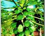 Papaya Albero IN Florida Fl Unp Non Usato Cromo Cartolina I8 - $5.08