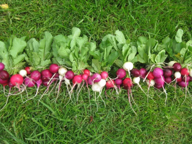 Easter Egg Radish Heirloom Seeds 250 Seeds Fresh Garden - £10.05 GBP