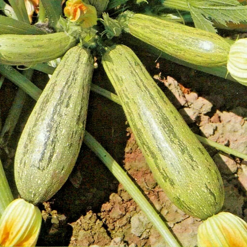 30 COCOZELLE ZUCCHINI Seeds - £9.40 GBP