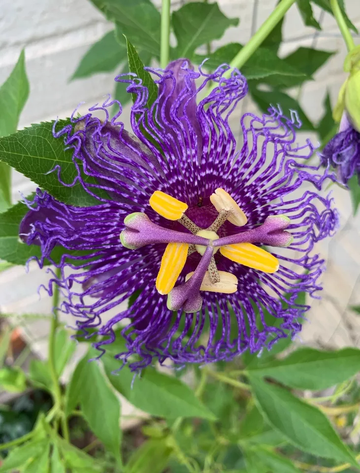 Passion Flower 25 Seeds Passion fruit Lilikoi Floral Vines Edible Plants... - £9.16 GBP