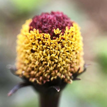 300 Toothache Plant Seeds To Grow This Exotic Wonder Usa Seller - $18.98