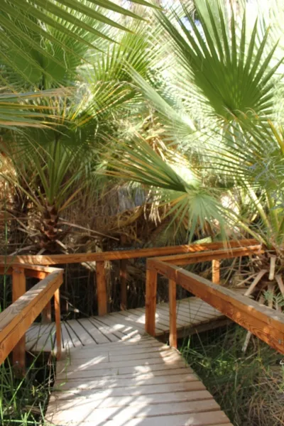 Palm California Fan Palm Washingtonia Filifera 20 Seeds Garden - $2.71 CAD