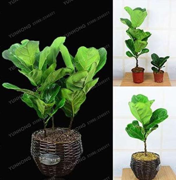 Ficus Pandurata Seed Potted Seed Flower Seed Variety Complete The Budding Rate 9