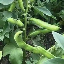 Vicia faba Dwarf Broad Bean, 5 Seeds  - $10.29