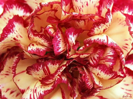 50 Seeds Avranchin Red &amp; White Carnation Dianthus Caryophyllus Chabaud Flower Fr - £14.37 GBP