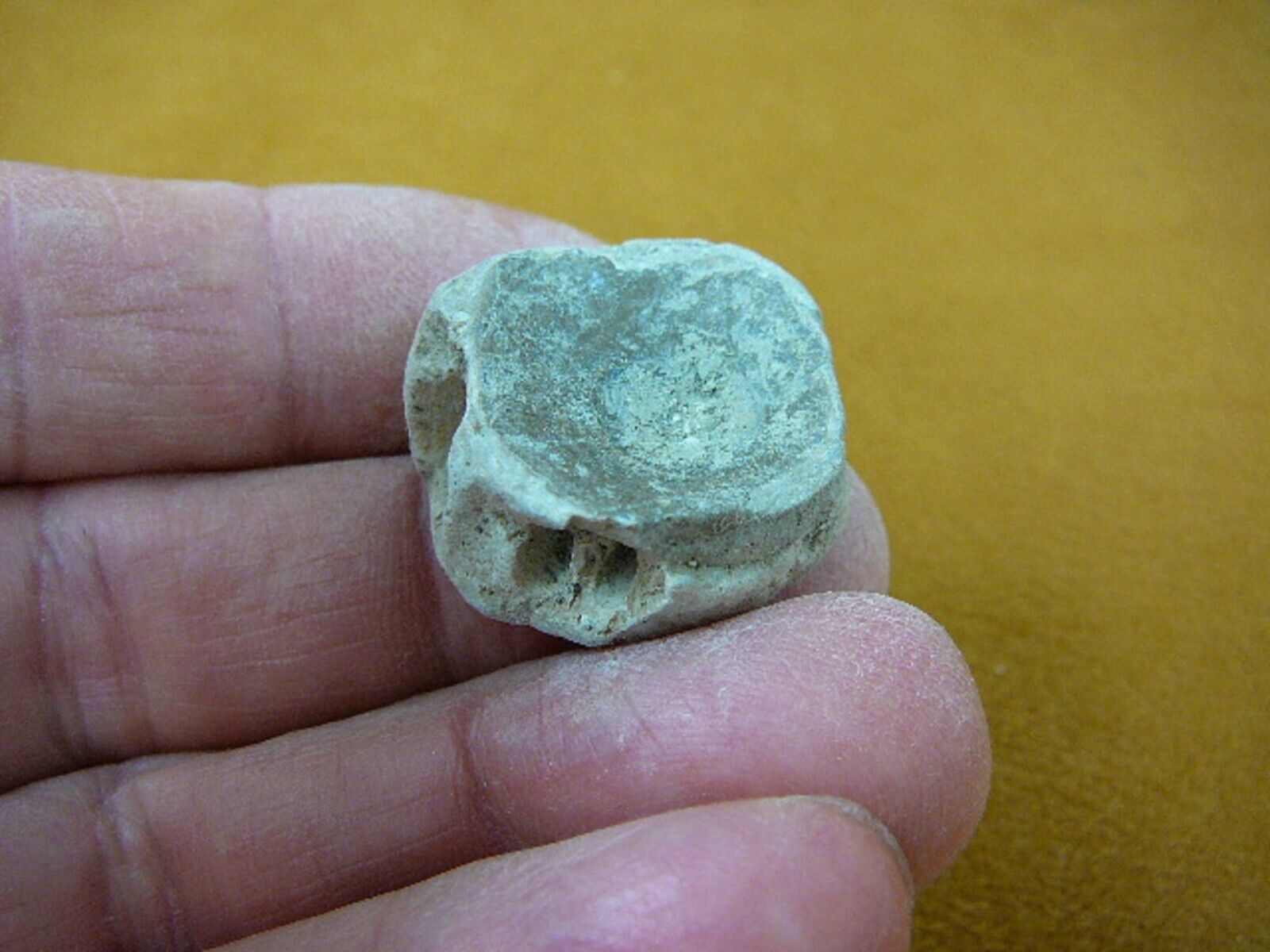 F328-16) 1&quot; fossil Shark vertebrae bone disk bony segment vert vertebrat... - $8.59