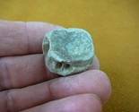 F328-16) 1&quot; fossil Shark vertebrae bone disk bony segment vert vertebrat... - $8.59
