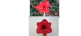 SEPTH 1 cross pollinated amaryllis bulb Hippeastrum Garden Red x Teacup 6-12 cm. - £23.83 GBP