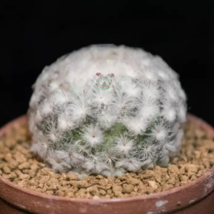 CLK 10 Seeds Feather Cactus Mammillaria Plumosa Round Flowers Fluffy White USA - $10.53