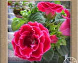 Gloxinia Flowering S Sinningia Speciosa Seeds Color:2 - $8.99
