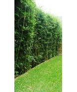 10 Plants / Divisions for 50 Ft Bamboo Hedge-Bambusa &quot;Green Hedge&quot; Clump... - $349.99