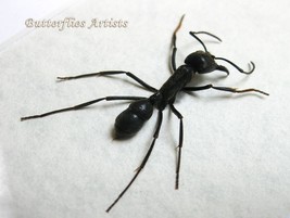 Giant Bullet Paraponera Clavata Real Ant Stinging Framed Entomology Shad... - $52.99