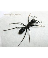 Giant Bullet Paraponera Clavata Real Ant Stinging Framed Entomology Shad... - $72.77 CAD