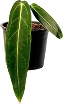 Anthurium Warocqueanum, Green Live Plant for 6&quot; Pot, Rare Exotic for Living Room - £66.64 GBP