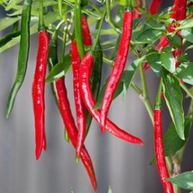 New Fresh Seeds Long Cayenne Hot Pepper Seeds - $15.58