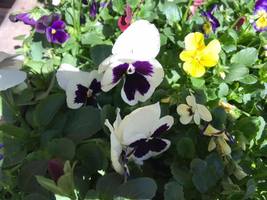 50 Seeds Johnny Jump Up White Purple Pansy Garden Plants - £10.94 GBP