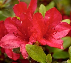 1 pcs Red Formosa Azalea Southern Indica Live Plant Trade Gallon Pot - £49.82 GBP