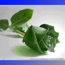 20 Seeds Yunnan Dark Green Rose Seedling Flower Strong Fragrant Flower - $5.99