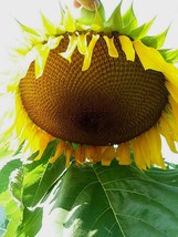 Yellow Giant&quot;&quot; Sunflower Seeds For Over 900 Seeds Fresh Garden Usa Seller - £8.34 GBP