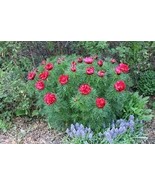 20 Seeds Peony Double Flowering Fernleaf Peony Rubra Plena Seeds - $11.48