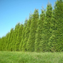 12-18&quot; Tall - Live Plants 3&quot; Pots 15 Thuja Green Giant Arborvitae Trees - £206.15 GBP