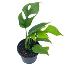Monstera Minima, 4 inch, Rhaphidophora tetrasperma Philodendron Piccolo, Mini Gi - £11.21 GBP