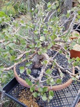 AQL 2 Of Jatropha cinerea Tree Seeds Ornamental Plant Park - £17.44 GBP