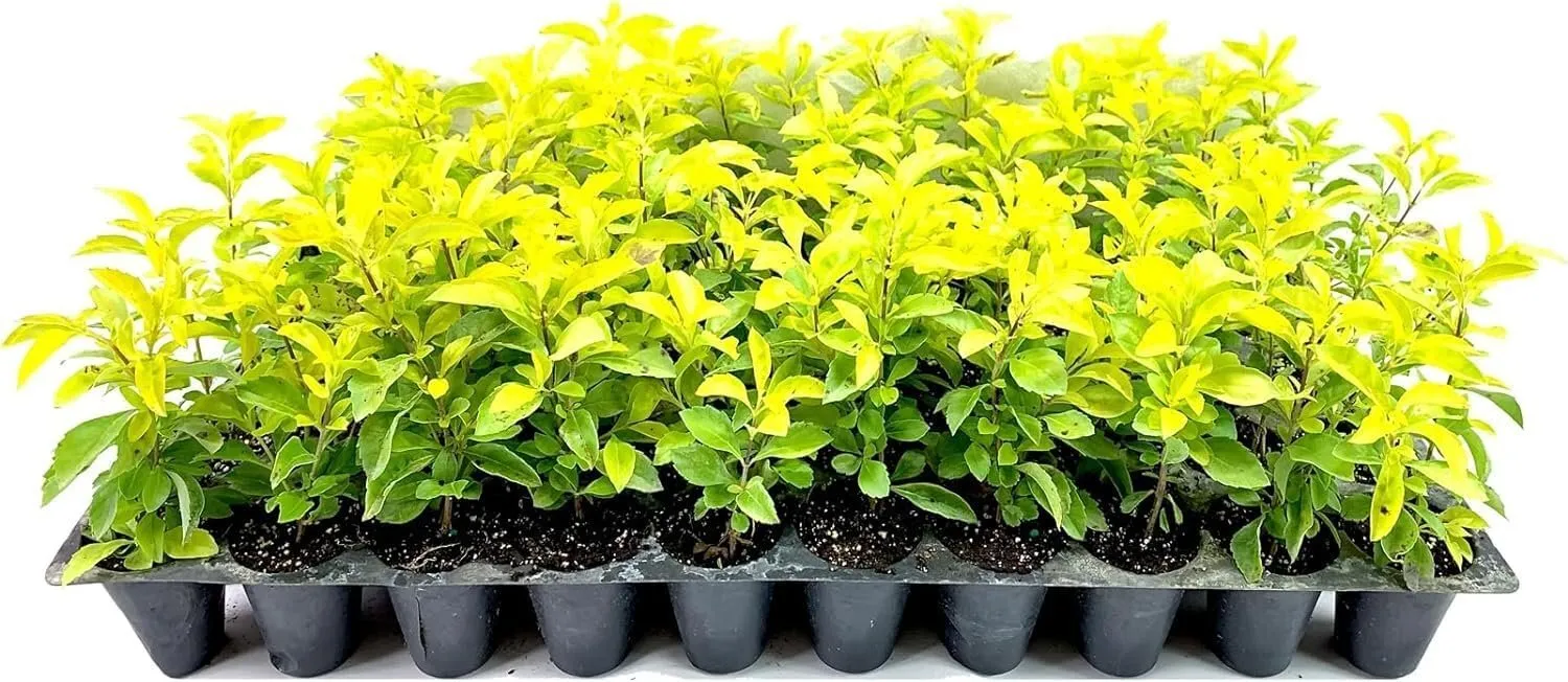 Gold Mound Duranta Live Plants Duranta Erecta Repens Vibrant - £30.06 GBP