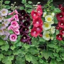 Butterfly Hummingbird &amp; Bee Mix 5 Packs Wildflower Campis Radicans Trumpet Alcea - $16.00