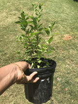 Bushy 2 feet tall Henna / Mehandi / Marudhani / Lawsonia Inermis 1 Gal p... - $58.99