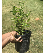 Bushy 2 feet tall Henna / Mehandi / Marudhani / Lawsonia Inermis 1 Gal pot -  - £46.65 GBP