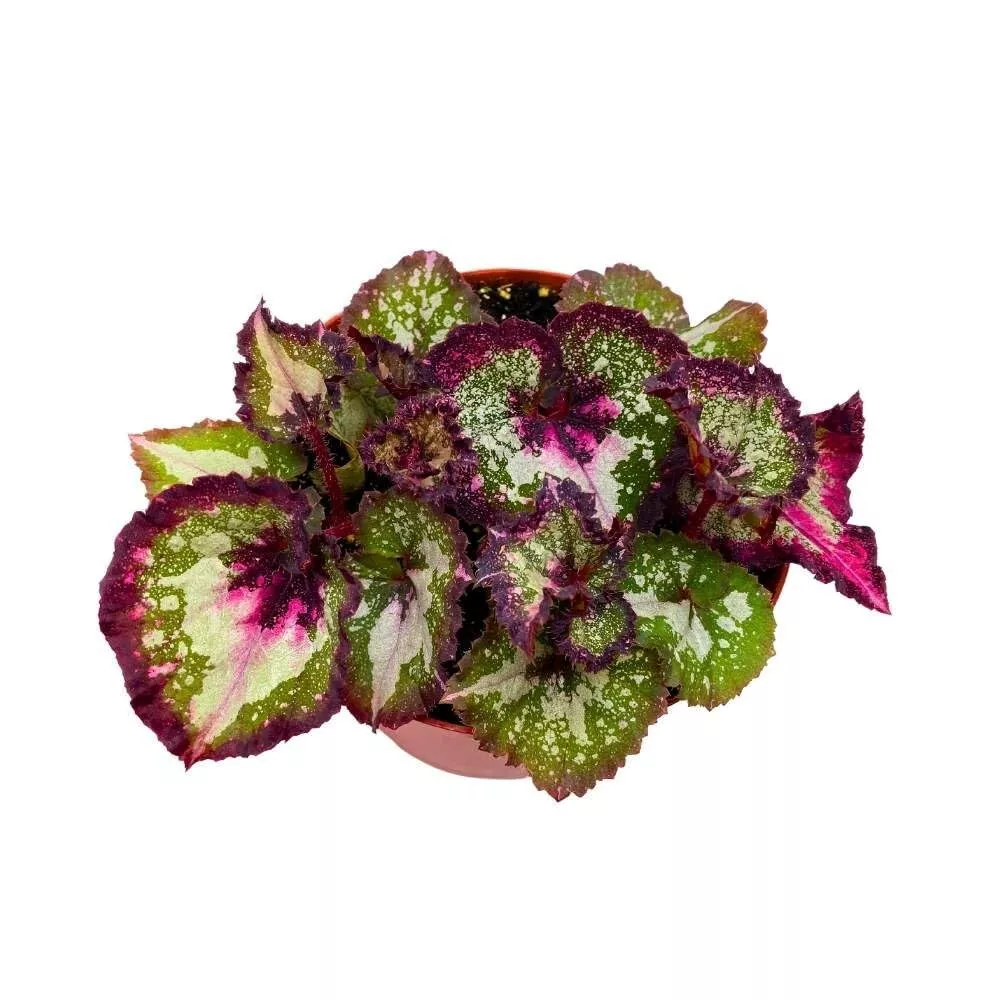 First Kiss Begonia Rex 6 in - $62.64