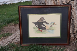 King Duck - hand coloured lithograph 1891 (Print) By Beverley R Morris - $149.99