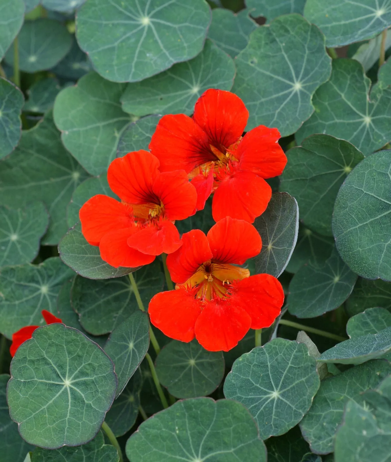 SYST 50 Seeds Nasturtium Empress Of India Heirloom Seed Catalog Home Garden - $9.55