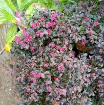 Mix Seeds THUJA Tree Seeds &amp; Moss Rose Pink Flower For Your Home Garden ... - $129.99