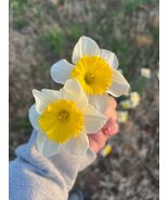 100 ICE FOLLIES' daffodil bulbs - $52.95