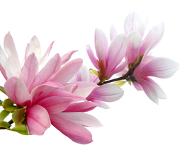 5 SAUCER MAGNOLIA Soulangeana Denudata &amp; Liliiflora Pink White Flower Tr... - £6.22 GBP