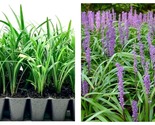 3 Live Plants Super Blue Liriope Liriope Muscari - $64.93