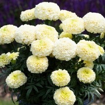 50 Dwarf White Gold Marigold Flower Seeds Fresh Seeds Fast Shipping - $13.60