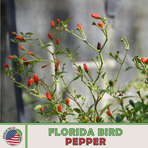 USA SELLER 40 Florida Bird Pepper Seeds Chile Pequin Fresh New - £10.28 GBP