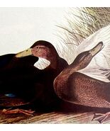 Black Duck Bird 1950 Lithograph Art Print Audubon Nature First Edition D... - $29.99